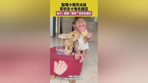 吃瓜 兔纸,揭秘娱乐圈的甜蜜与苦涩
