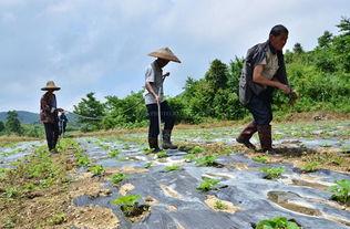 红网板山场村,红网映照下的乡村振兴新画卷”