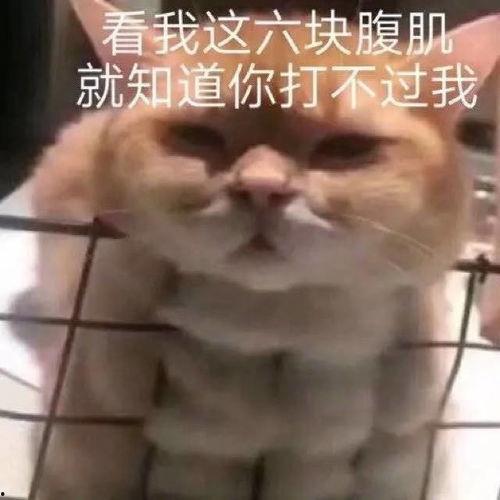 腹肌吃瓜表情包,笑翻你的健身日常